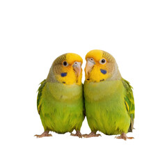 Two Adorable Green Parakeets Cuddling Close Together