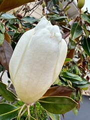 A tightly closed magnolia bud, promising future bloom, captured with intricate detail against a...