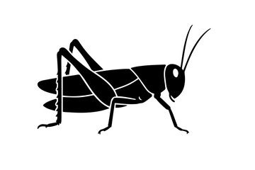 grasshopper on a white background