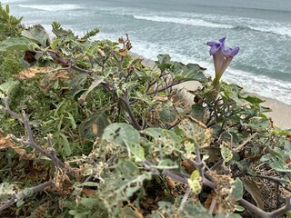 Another perspective of the Jimsonweed (Datura wrightii) plant, highlighting its growth and presence...