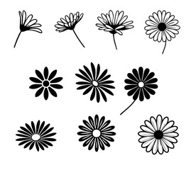 Obraz premium Daisy Design Minimalist Stylized, Vector Floral Daisies Botanical Illustrations