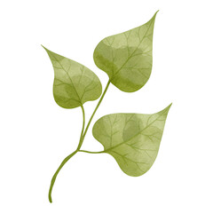 Watercolor sunflower leaves illustration on transparent background.