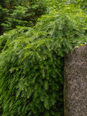Hecke von Eibe, Taxus unbeschnitten im Park