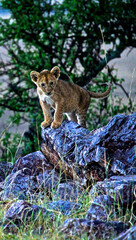 Lion cub