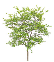 サルスベリ　5月撮影