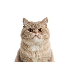 Adorable Fluffy British Shorthair Cat Looking Directly at Camera