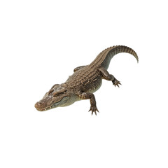 Naklejka premium Young American Alligator Walking on White Background