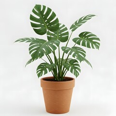 Monstera Deliciosa Potted Plant: Capture the natural beauty of a vibrant monstera deliciosa plant thriving in a stylish terracotta pot, a symbol of freshness and interior design.