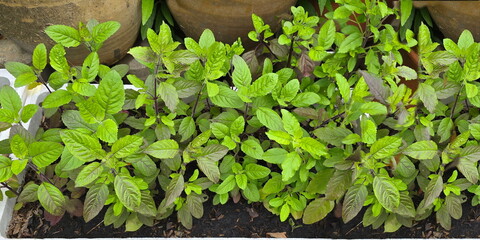 Red Holy Basil is grown in box. The idea is to grow vegetables for consumption. Thai Holy Basil has a reddish-purple stem and some leaves are greenish-purple. It has a pungent aroma and a spicy taste.