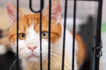 A playful orange and white cat peers through bars at the camera