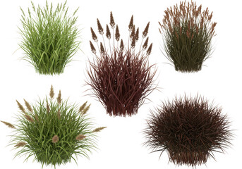 Obraz premium Five varieties of ornamental grasses isolated on black