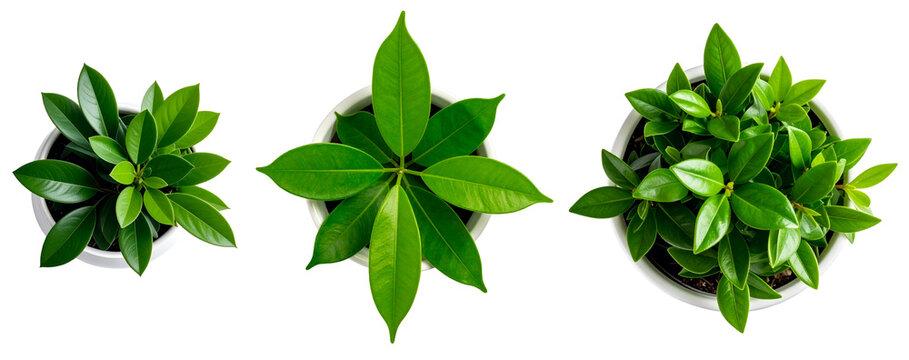 set of top view of green plant in white vase isolated on white