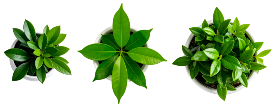 set of top view of green plant in white vase isolated on white