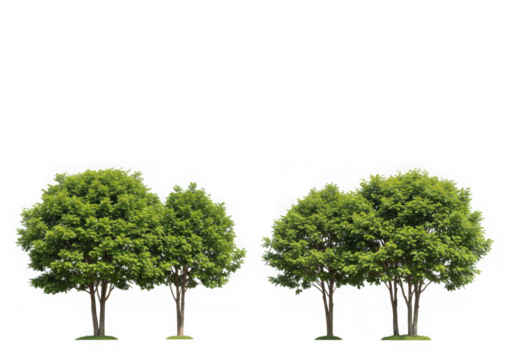 Four lush green trees isolated on black background