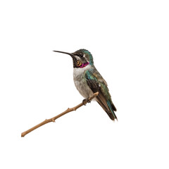 Fototapeta premium Anna's Hummingbird Perched on a Branch Against a Transparent Background