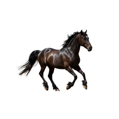 Fototapeta premium Majestic Black Horse in Motion - Isolated on Transparent Background