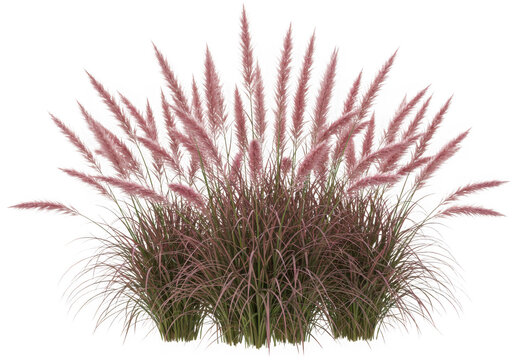 Pink muhly grass plant isolated on black background