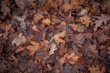 Autumn background. Oak leaves top view. Wet leaf in forest