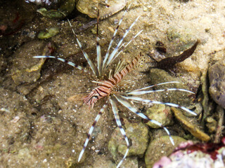 A colorful, striped, juvenile Devil firefish, Pterios miles, in a tidal pool in the Inhaca Barrier...