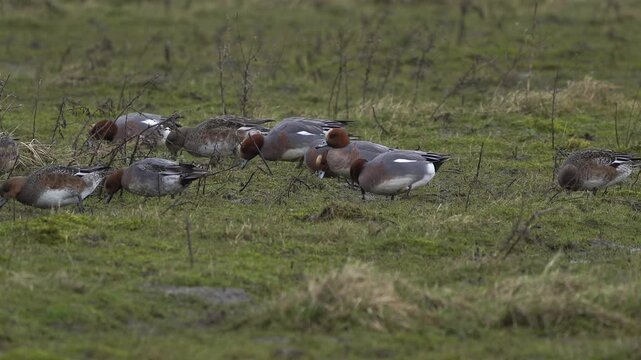 Male and female Eurasian wigeons or European wigeon (Mareca penelope) foraging on a winter day