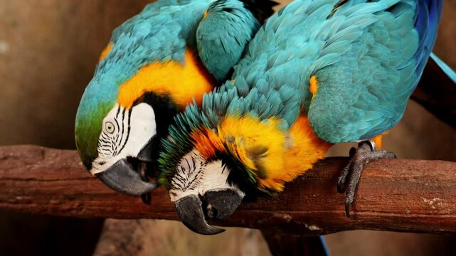 Two lovebirds rainbow lorikeets perched side by side on tree branch, preening and grooming each other feathers, close up shot. Close up red Macaw parrots portrait in Caribbean tropical forest.