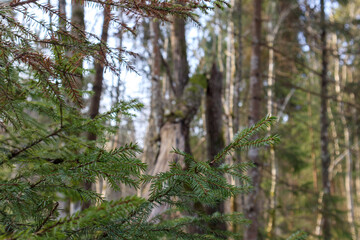 Fototapeta premium Green spruce branches are visible in the close-up, while in the background is a blurred forest with bare trees.