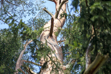 
From the bottom up, a large tree trunk with individual branches reaching towards the sky is visible, surrounded by other trees and green needles.