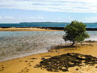 A single small white mangrove tree, Avicennia, marina, at the water edge on a sandy beach along the...