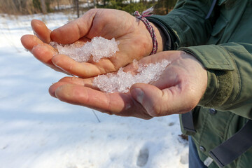 
human hands holding handfuls of melting snow or ice, with snowy ground and blurred trees in the background.