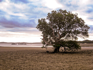 A white mangrove, Avicennia marina, on a tidal mudflat in Inhaca Island, Mozambique, during...
