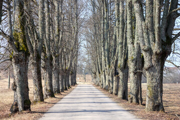 
a narrow alley of gravel road, surrounded on both sides by tall, deciduous trees, leafless,...