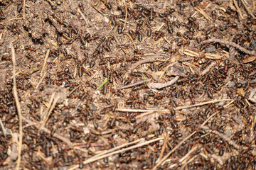 
A close-up of an anthill with many ants moving around in a pile of earth, branches, and needles.