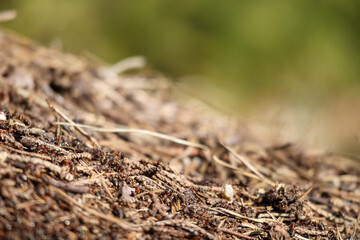 
A close-up of an anthill made of earth, needles, and twigs, with a blurred green background.