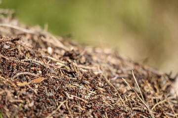 
A close-up of an anthill made of earth, needles, and twigs, with a blurred green background.