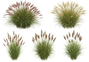 Six varieties of ornamental grass plants
