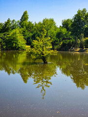 Fototapeta premium Tranquil Lake Landscape with Reflections and Natural Scenery
