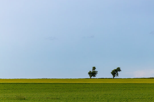 Nykobing Mors, Denmark An agricultural landscape and two trees.