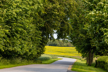 Nykobing Mors, Denmark A canopy of trees over a rural road © Alexander