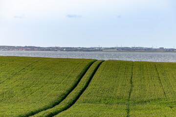 Nykobing Mors, Denmark tractor tracks in a wheat field and a view of the Limfjord. © Alexander