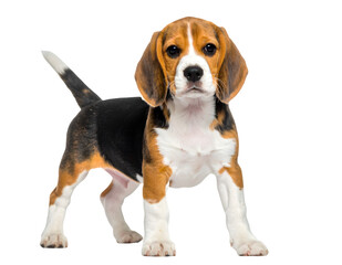 Adorable Beagle Dog Standing &ndash; Isolated Clipart on Transparent Background, AI Art

