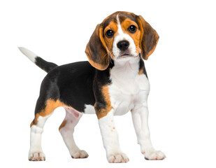 Playful Beagle Puppy Standing Isolated on Transparent Background &ndash; Generative AI

