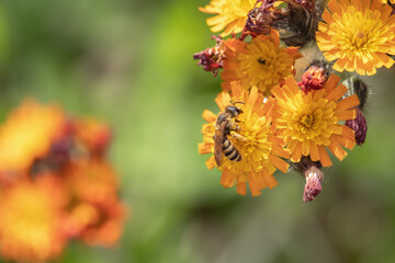 Orange hawkweed (Hieracium aurantiacum) in bloom with a wild bee.