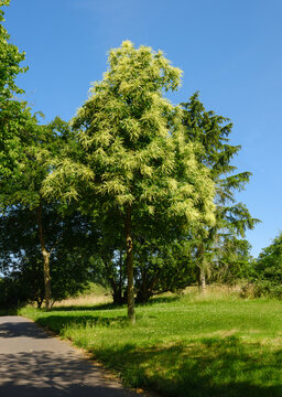 Natur im Juni, bl&uuml;hende Edelkastanie (Castanea sativa) im Park