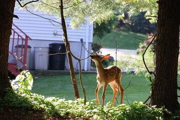 Curious fawn exploring a neigborhood