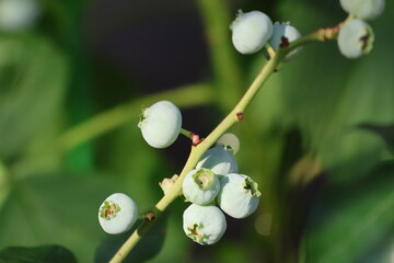 Blueberry bush in a garden