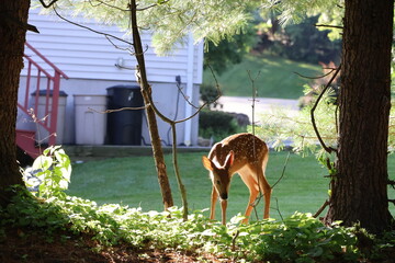 Curious fawn exploring a neigborhood