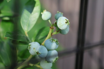 Blueberry bush in a garden