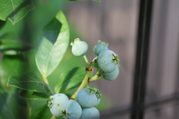 Blueberry bush in a garden