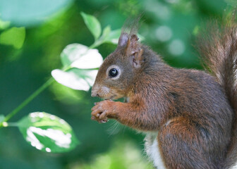 Écureuil roux dans les arbres – red squirrel