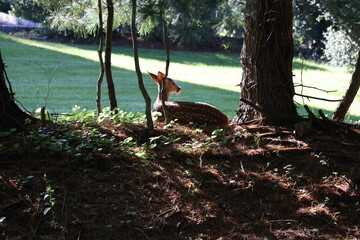 Curious fawn exploring a neigborhood